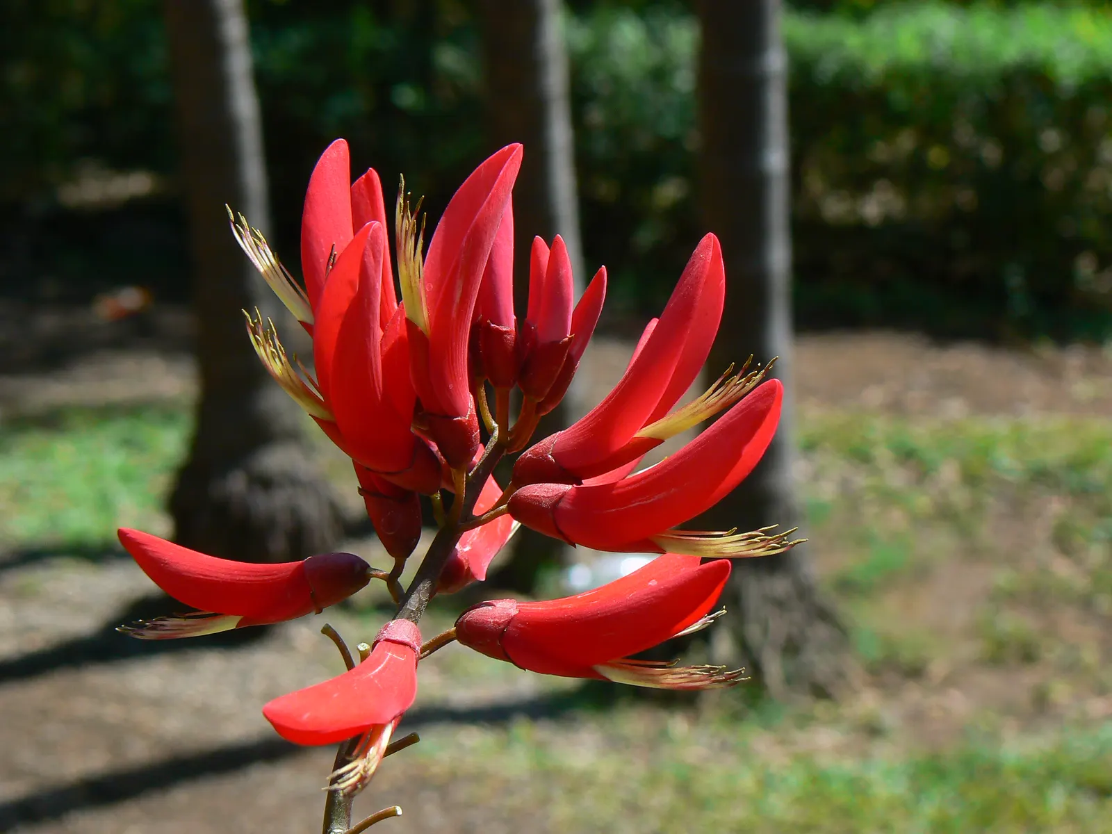 Shrub Coral Tree (Erythrina X Bidwillii) — is drought-tolerant once established