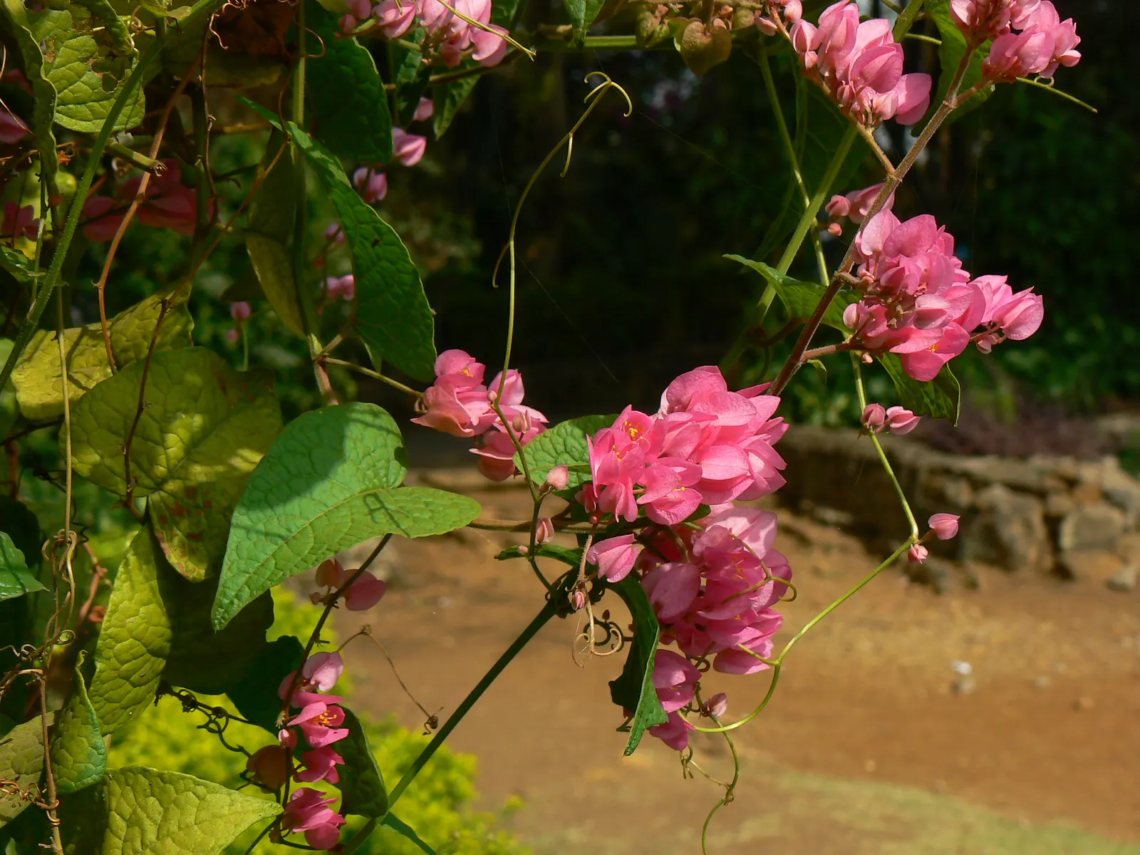 Shrub Coral Tree (Erythrina X Bidwillii) — This showy hybrid, a cross between E