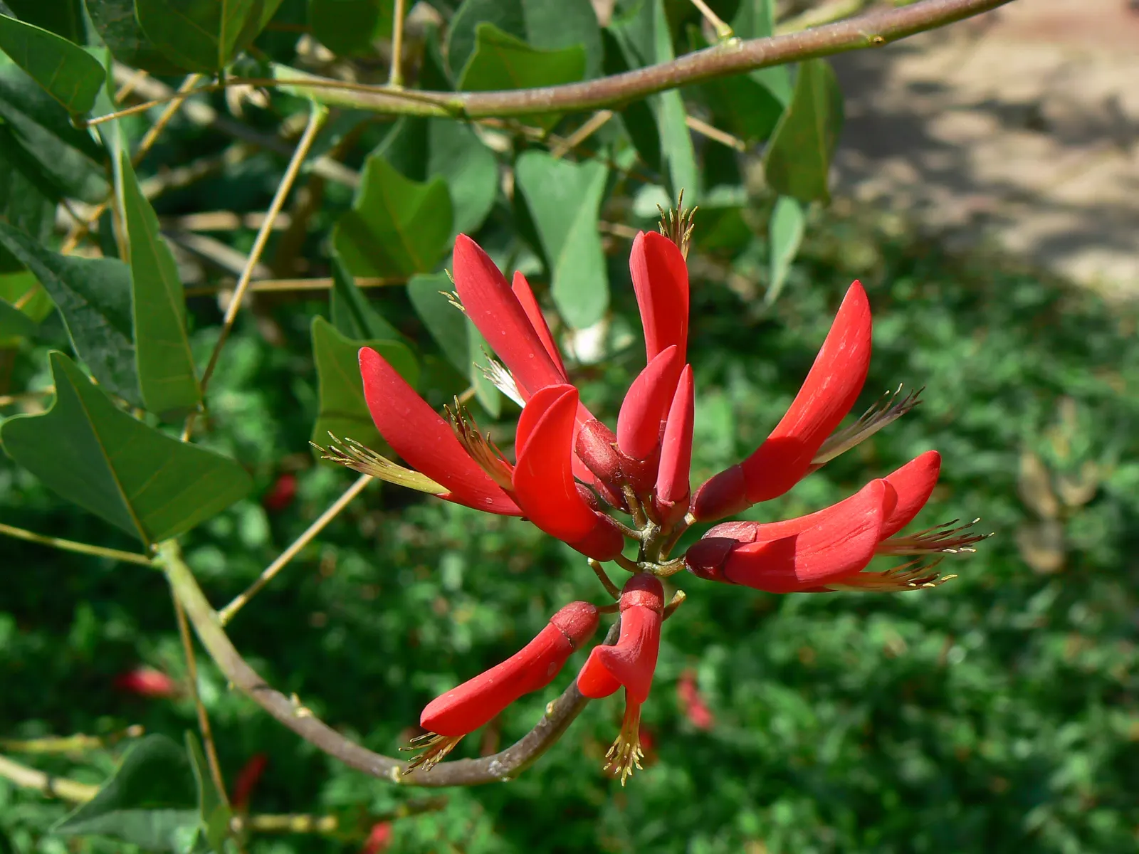 Shrub Coral Tree (Erythrina X Bidwillii) — This deciduous shrub prefers full sun and well-drained soil