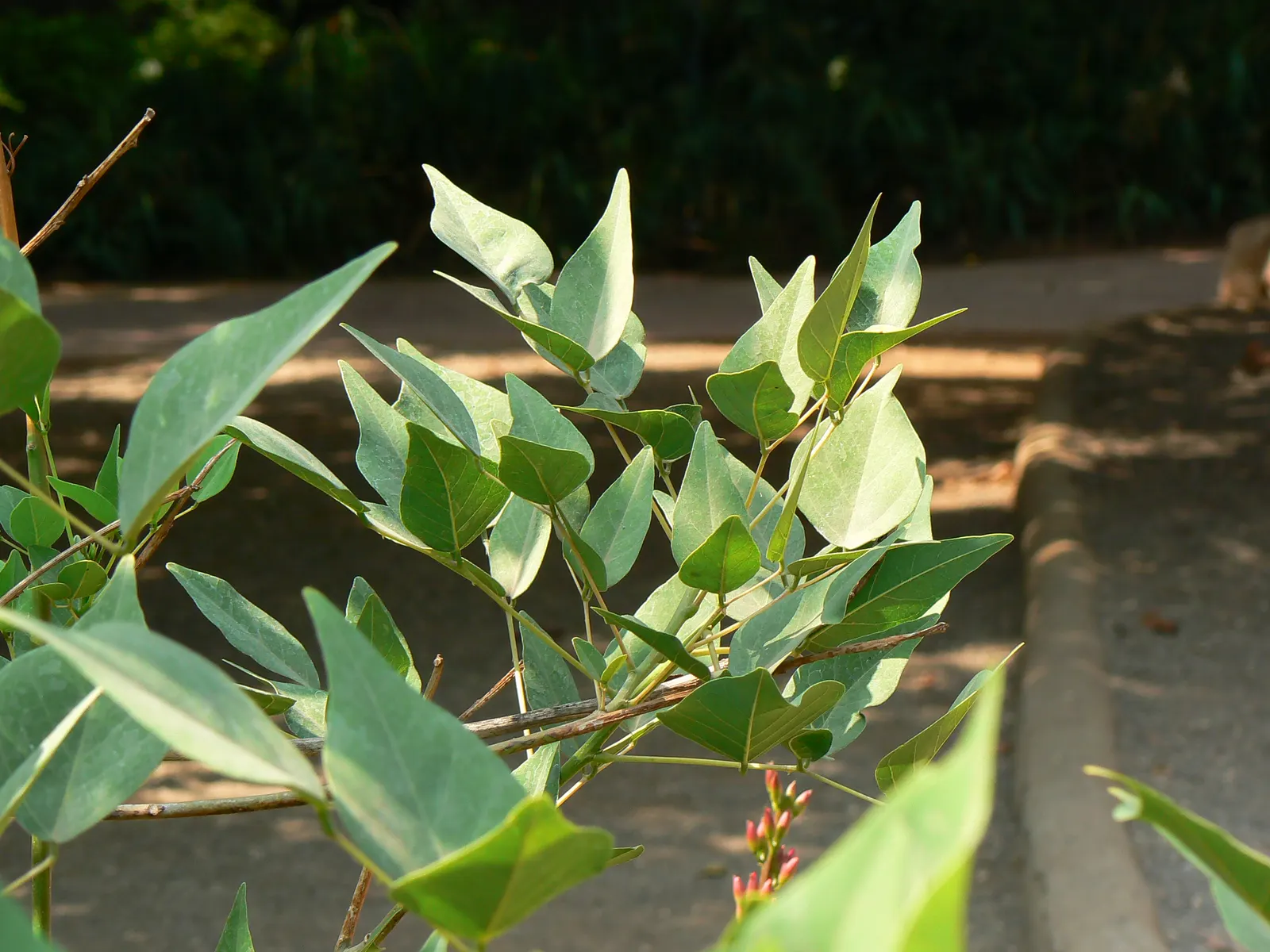 Shrub Coral Tree (Erythrina X Bidwillii) — green backdrop that accentuates the dramatic flowering spectacle