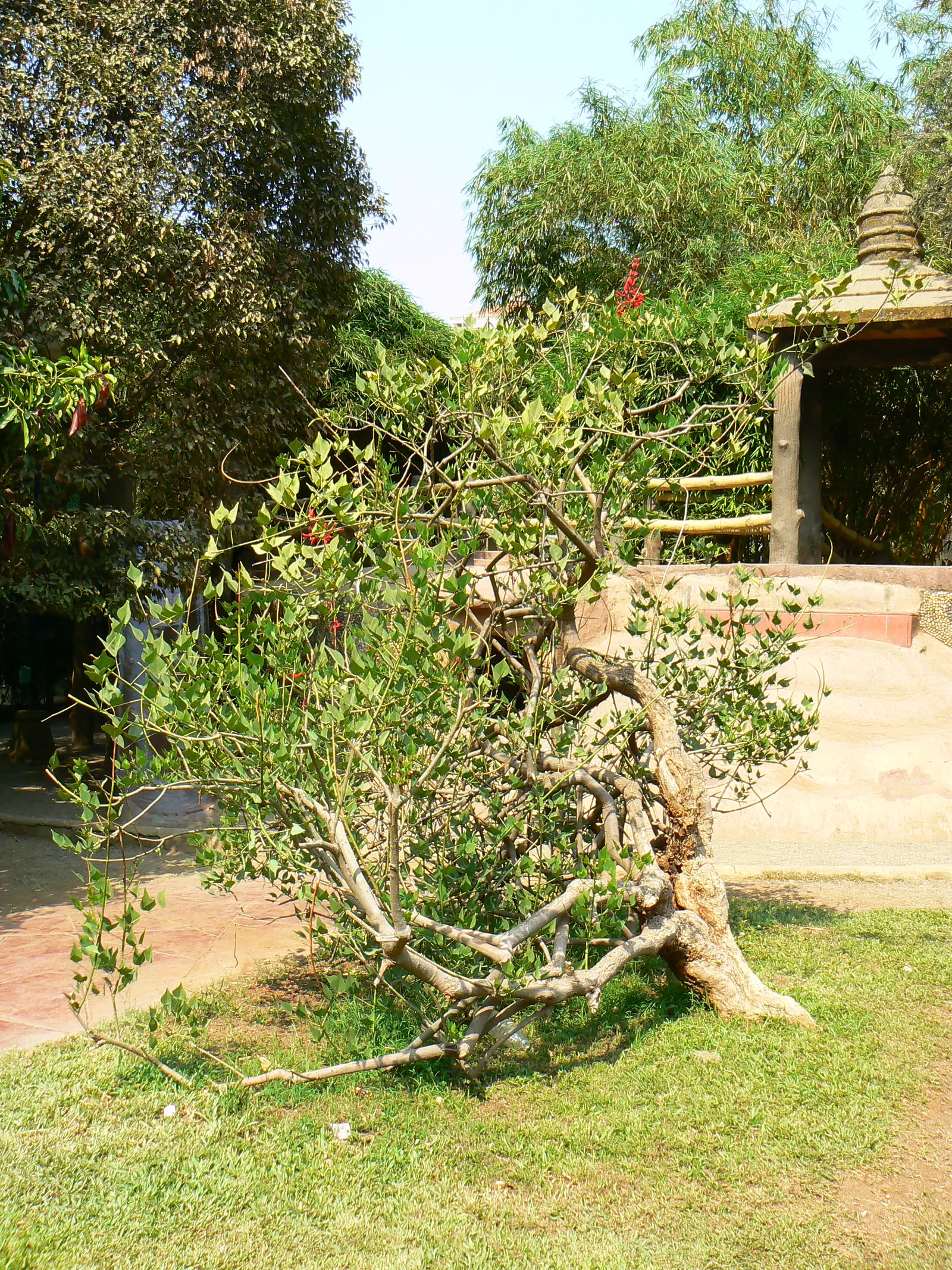 Shrub Coral Tree (Erythrina X Bidwillii) — Blooming prolifically in late winter to early spring