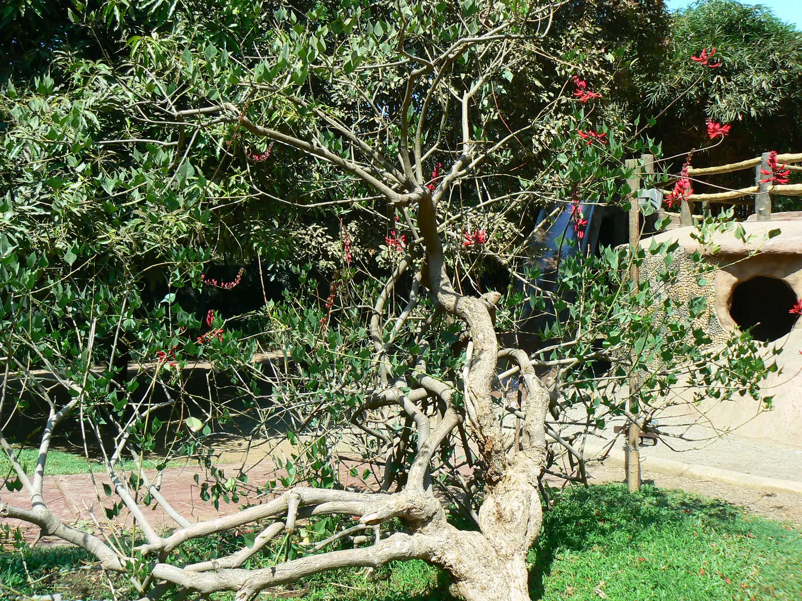 Shrub Coral Tree (Erythrina X Bidwillii) — Its prickly stems add an element of texture and interest