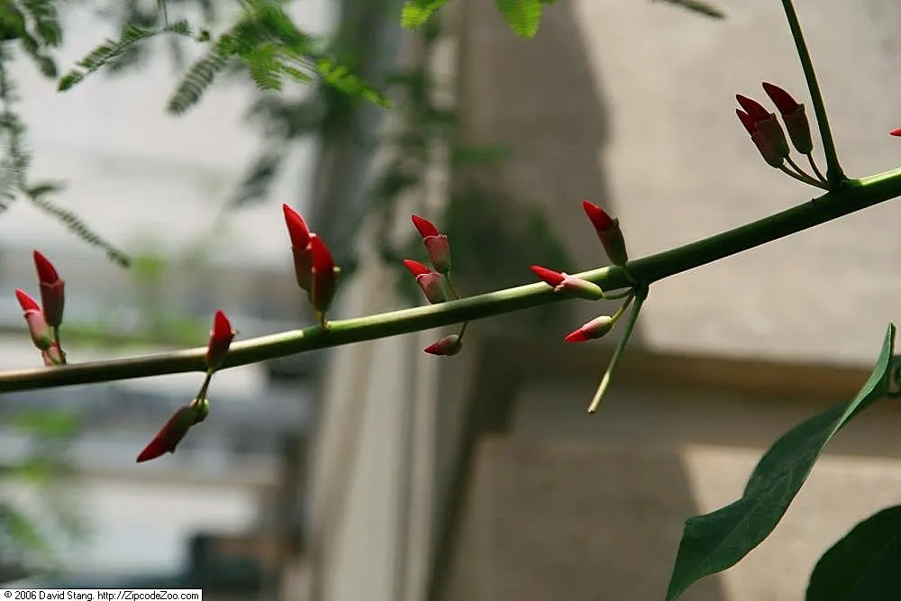 Shrub Coral Tree (Erythrina X Bidwillii) — Reaching up to 8-12 feet tall with a similar spread