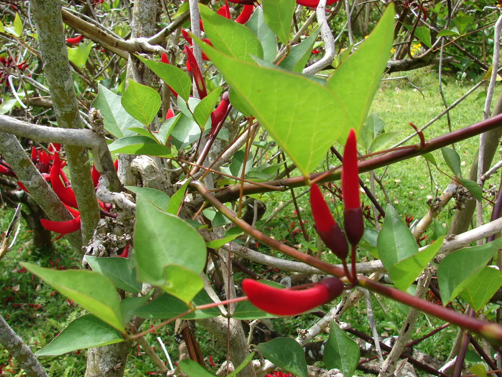 Shrub Coral Tree (Erythrina X Bidwillii) — Erythrina x bidwillii prefers full sun to partial shade and thrives in well-draining soil