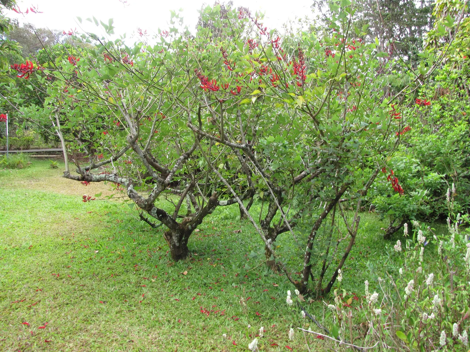 Shrub Coral Tree (Erythrina X Bidwillii) — and can also be trained as a multi-stemmed shrub
