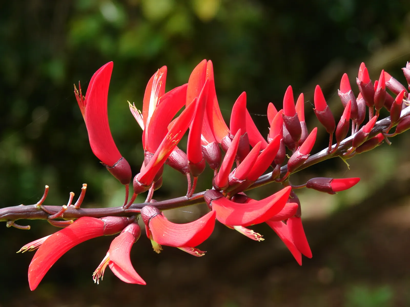 Shrub Coral Tree (Erythrina X Bidwillii) — Erythrina x bidwillii performs well as a specimen or accent plant