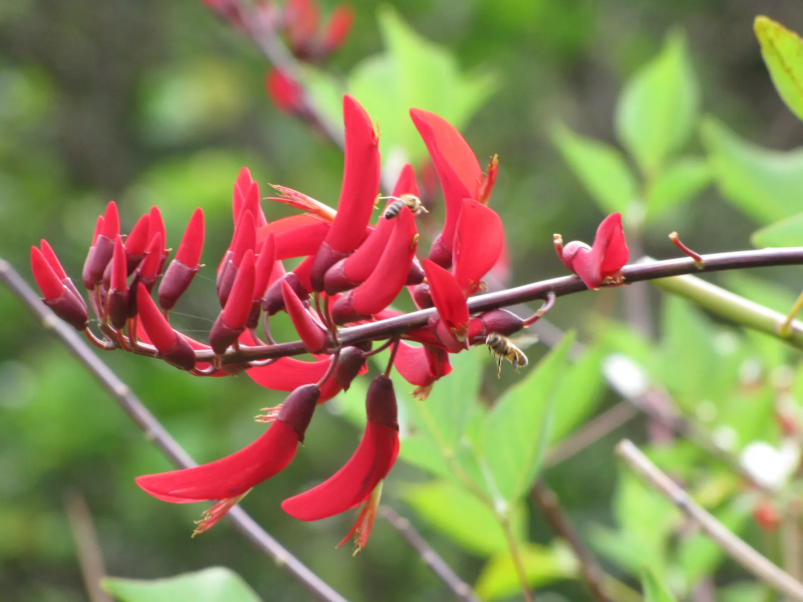 Shrub Coral Tree (Erythrina X Bidwillii) — crista-galli, captivates with its unique, baton-shaped flowers that rise up to 2-3 inches in length