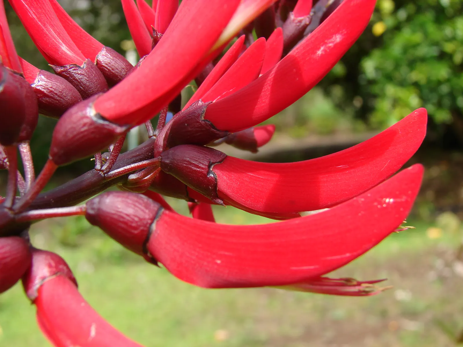 Shrub Coral Tree (Erythrina X Bidwillii) — though they should be handled with care.<br><br>A versatile addition to any garden