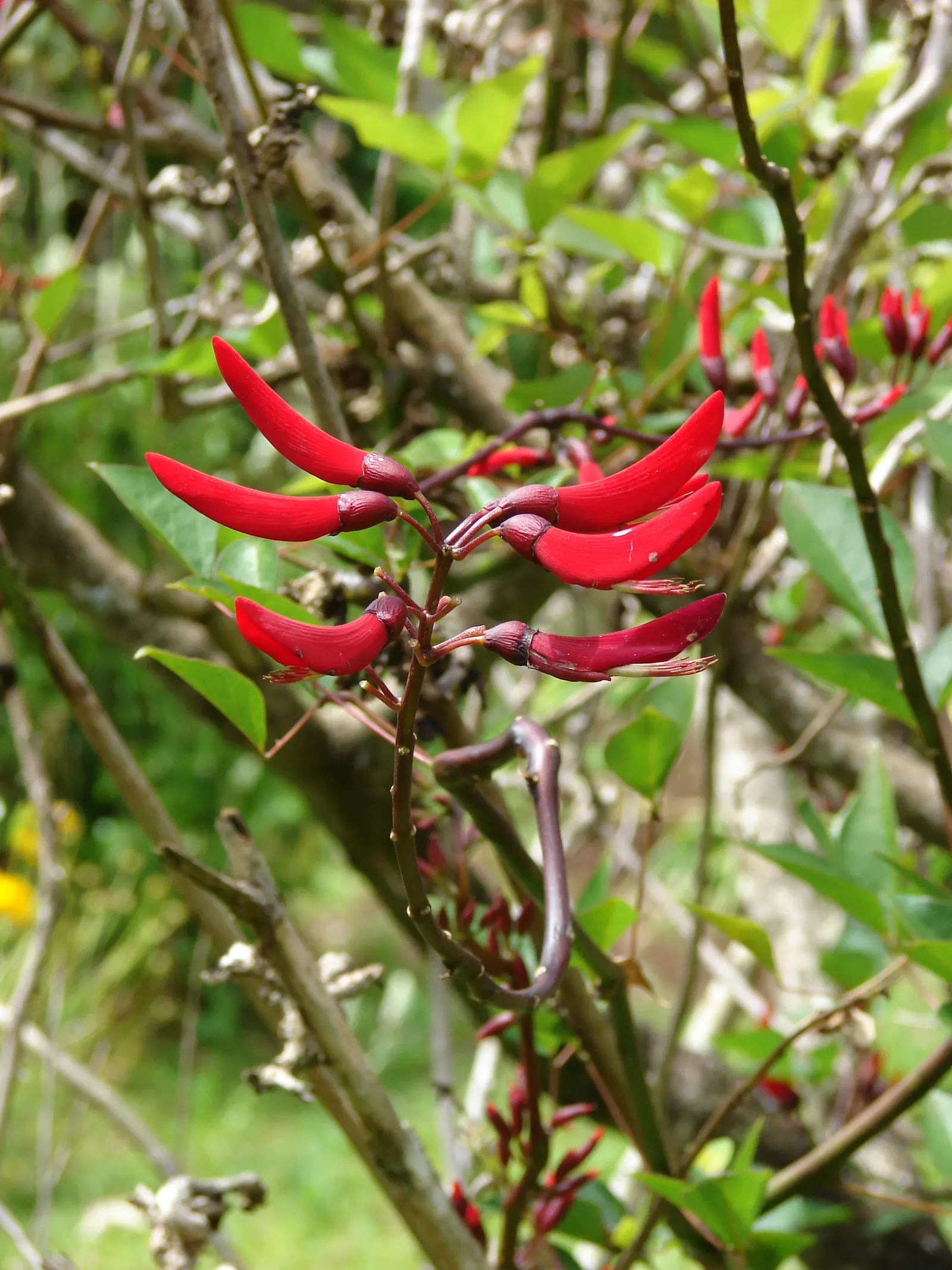 Shrub Coral Tree (Erythrina X Bidwillii) — attracting hummingbirds and other pollinators