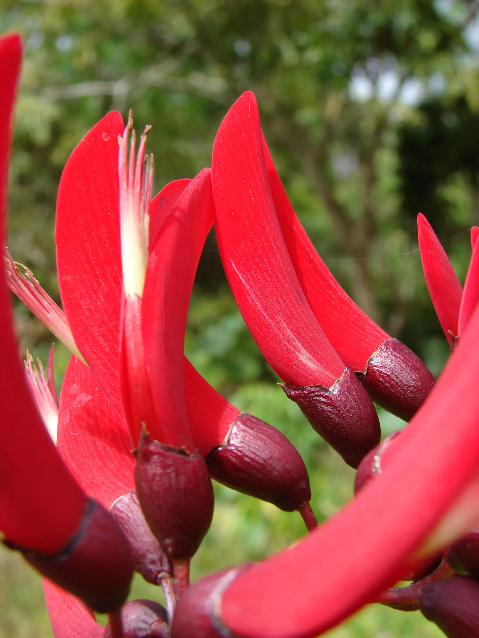 Shrub Coral Tree (Erythrina X Bidwillii) — Regular watering is necessary, especially during extended dry periods