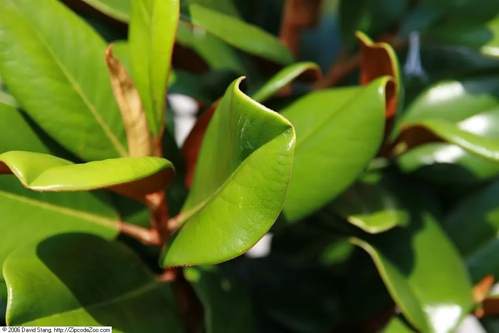 Teddy Bear Magnolia (Magnolia Grandiflora 'Southern Charm') — The Teddy Bear Magnolia (Magnolia grandiflora 'Southern Charm') is a dense