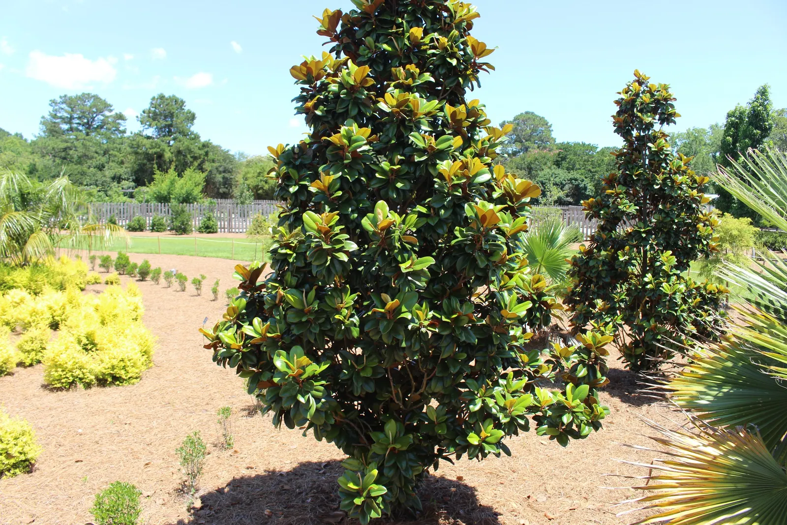 Teddy Bear Magnolia (Magnolia Grandiflora 'Southern Charm') — compact evergreen offering year-round interest