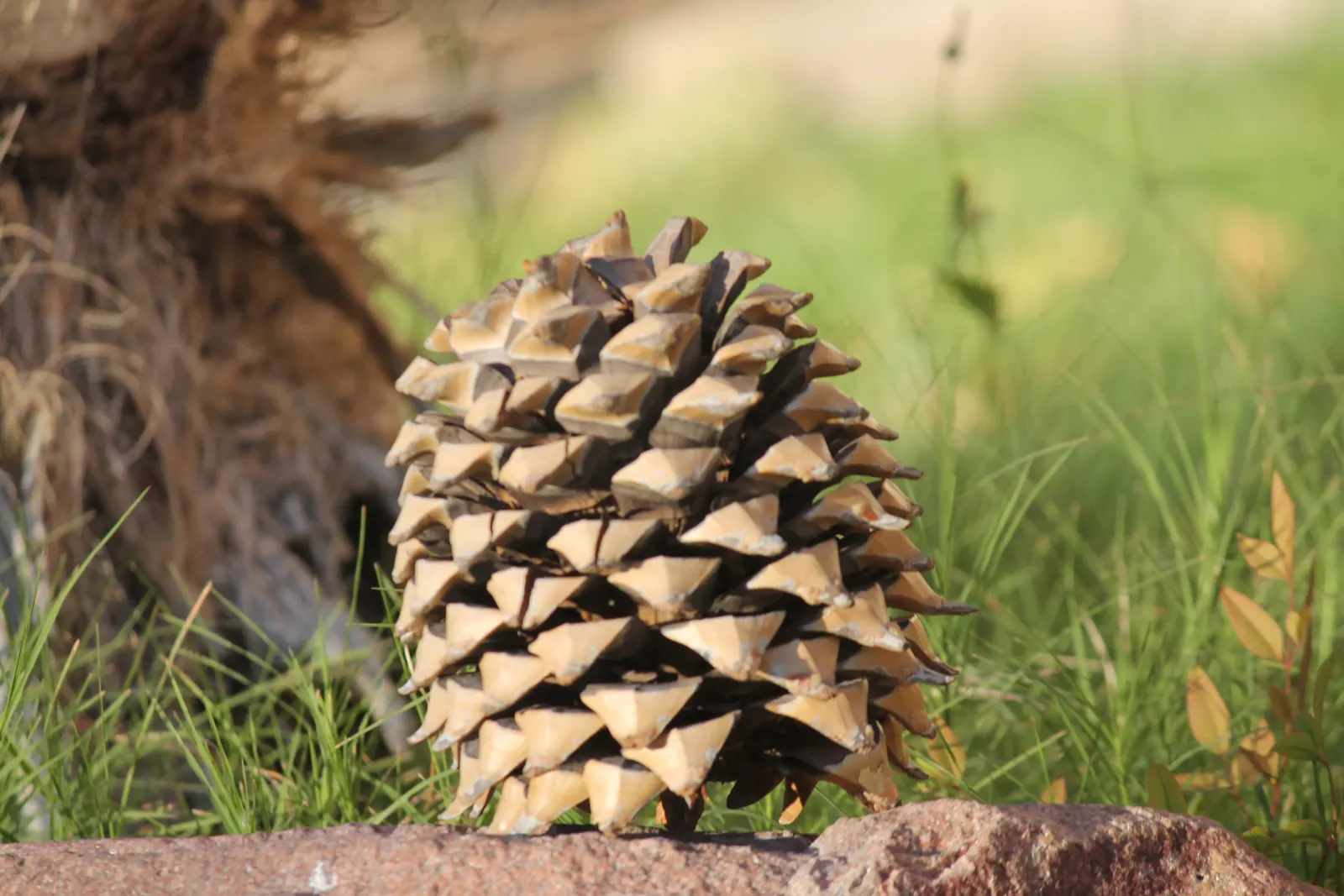 Coulter Pine, Bigcone Pine (Pinus Coulteri) — tree for full