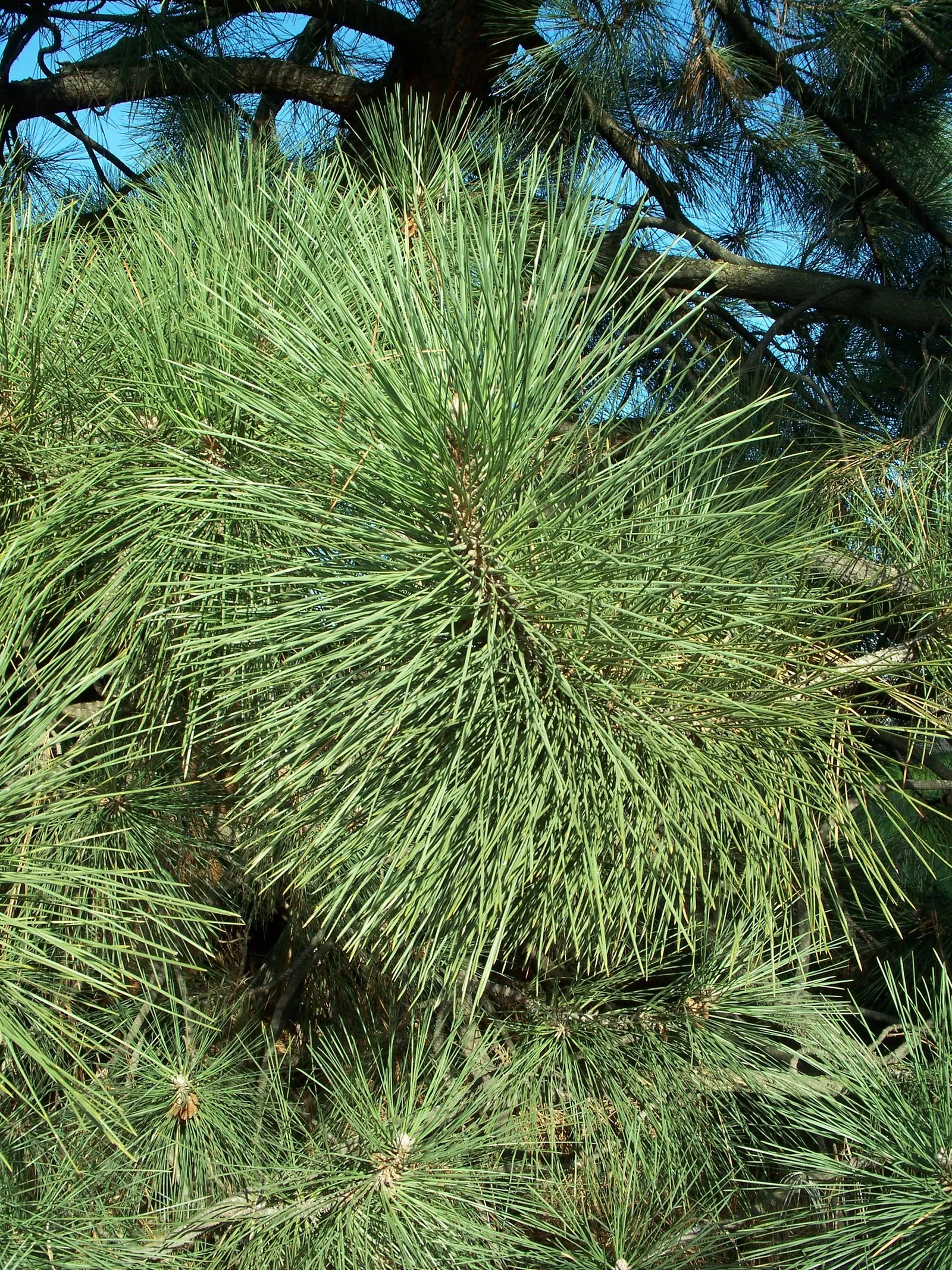 Coulter Pine, Bigcone Pine (Pinus Coulteri) — It prefers full sun exposure and well-drained soil