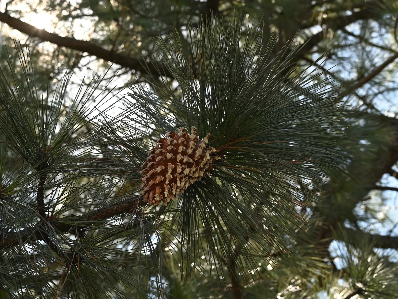 Coulter Pine, Bigcone Pine (Pinus Coulteri) — giving the tree a somewhat shaggy look.<br><br>When integrating the Coulter Pine into landscaping
