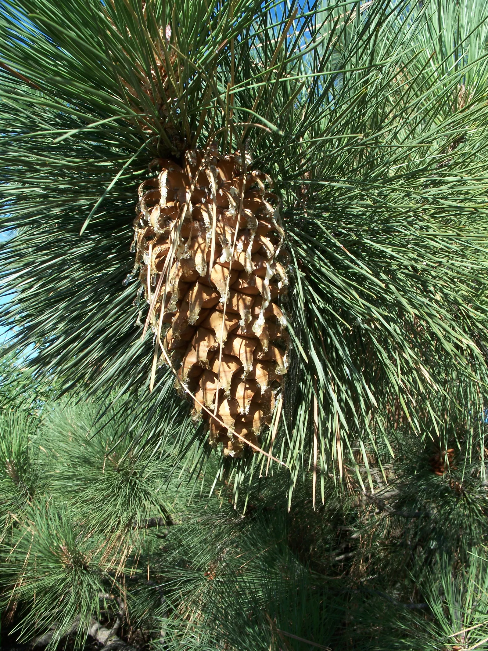 Coulter Pine, Bigcone Pine (Pinus Coulteri) — reaching up to 12 inches in length and weighing up to 10 pounds