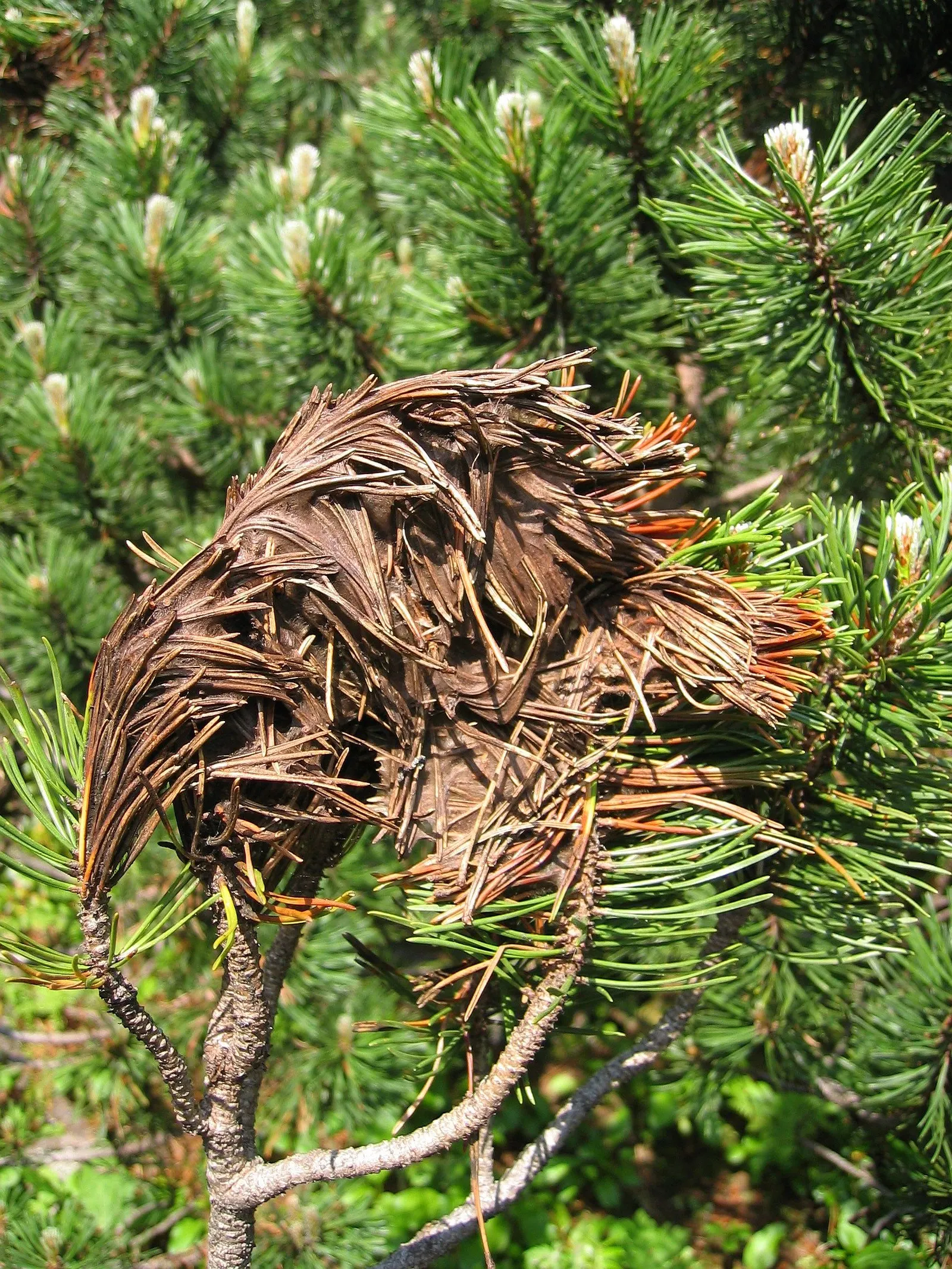 Coulter Pine, Bigcone Pine (Pinus Coulteri) — Its needles are arranged in bundles of three and can measure 6 to 12 inches long