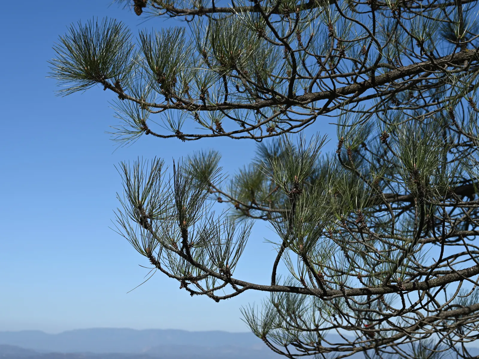Coulter Pine, Bigcone Pine (Pinus Coulteri) — Hardy and drought-tolerant, it prefers full sun and well-drained soils