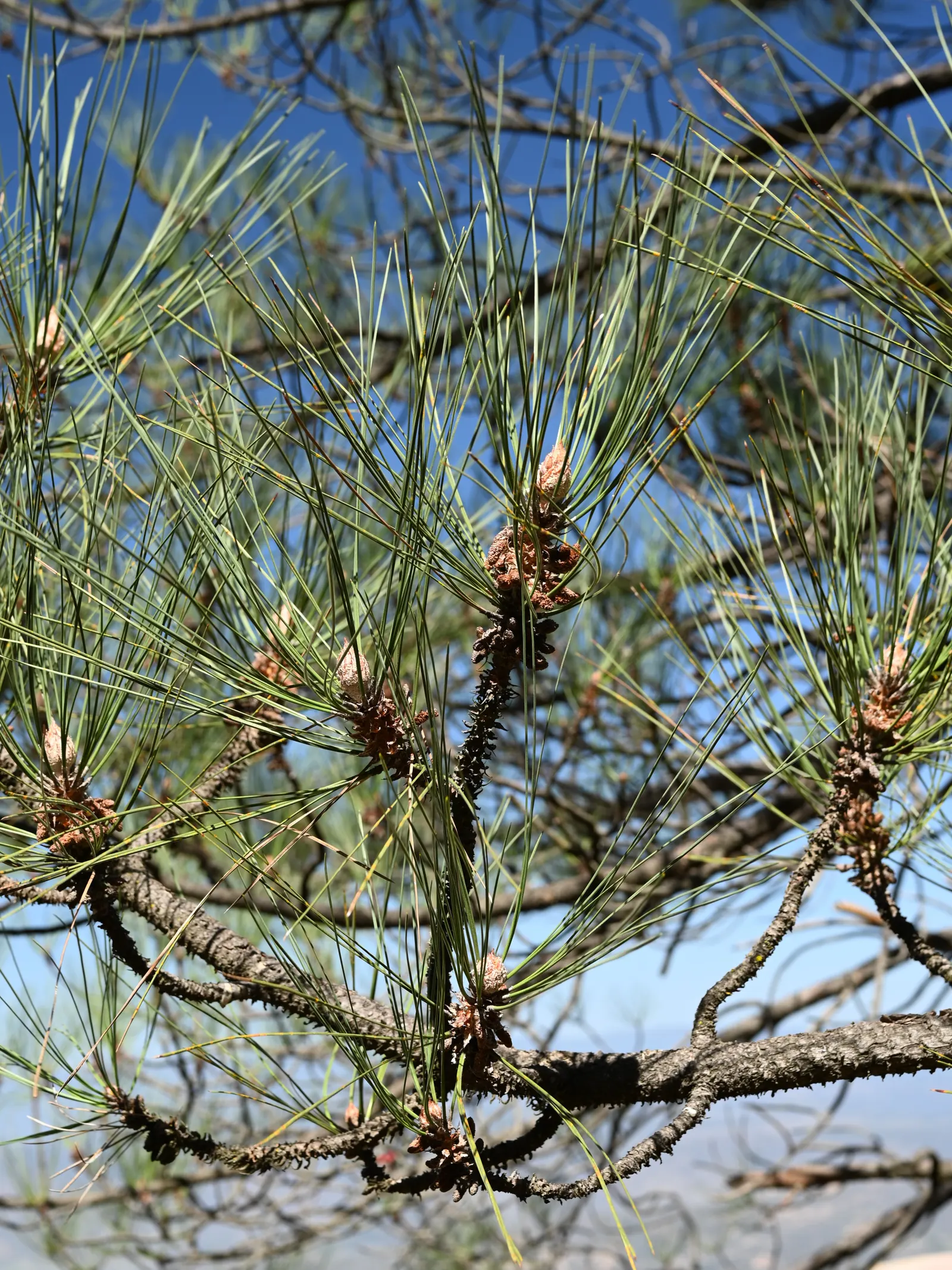 Coulter Pine, Bigcone Pine (Pinus Coulteri) — designers should consider that it thrives in USDA Hardiness Zones 7-10
