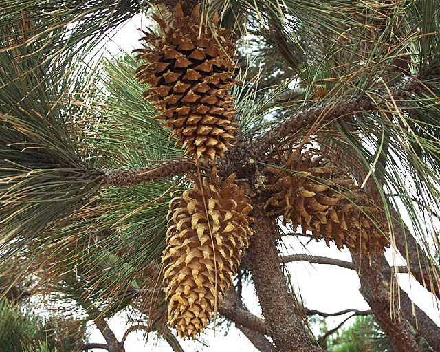 Coulter Pine, Bigcone Pine (Pinus Coulteri) — This evergreen tree is well-known for its strikingly large and heavy cones
