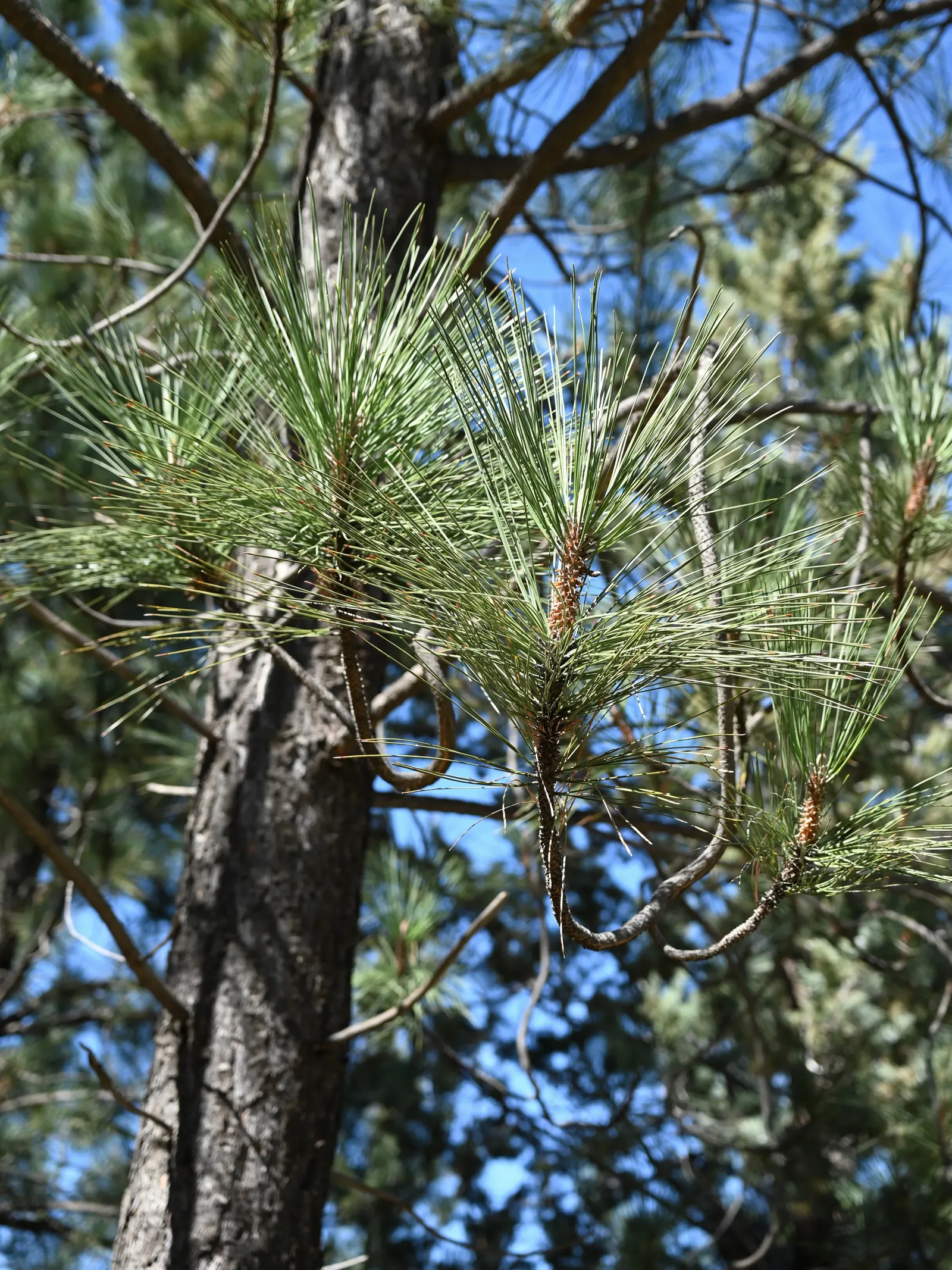 Coulter Pine, Bigcone Pine (Pinus Coulteri) — Its stiff, sharp needles are arranged in fascicles of three