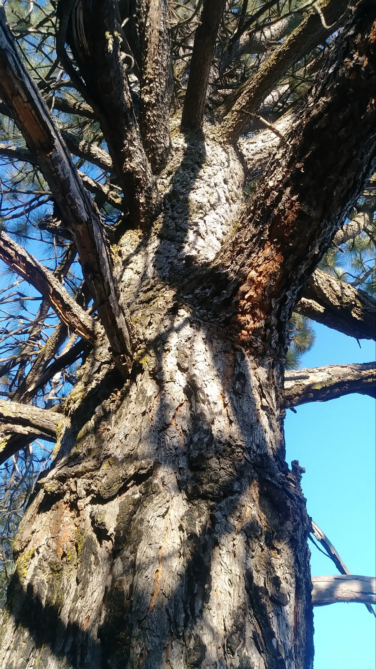 Coulter Pine, Bigcone Pine (Pinus Coulteri) — is a robust species of conifer native to the coastal mountains of southern California and into Baja California