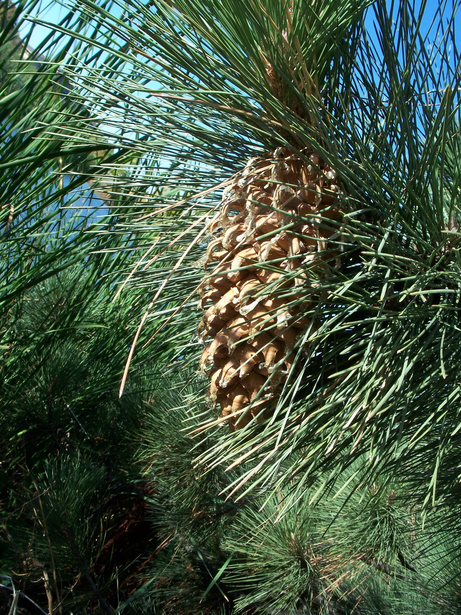 Coulter Pine, Bigcone Pine (Pinus Coulteri) — Pinus coulteri, known as the Coulter or Bigcone Pine, is a robust conifer native to coastal California