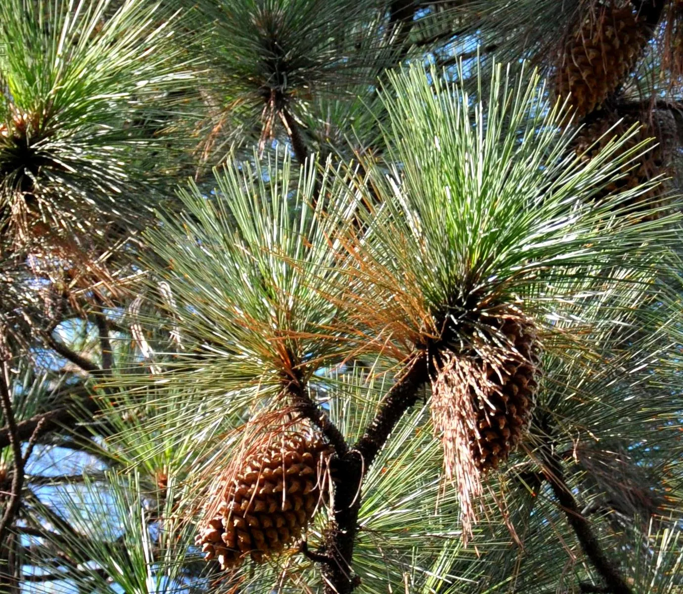 Coulter Pine, Bigcone Pine (Pinus Coulteri) — scientifically known as Pinus coulteri and colloquially referred to as the Bigcone Pine