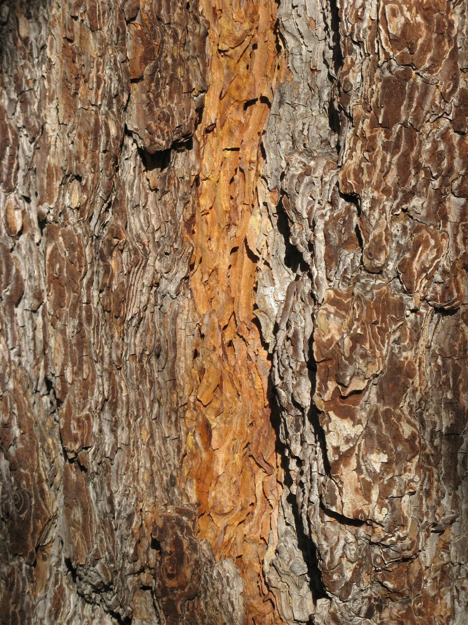 Coulter Pine, Bigcone Pine (Pinus Coulteri) — It boasts the largest cones of any pine species