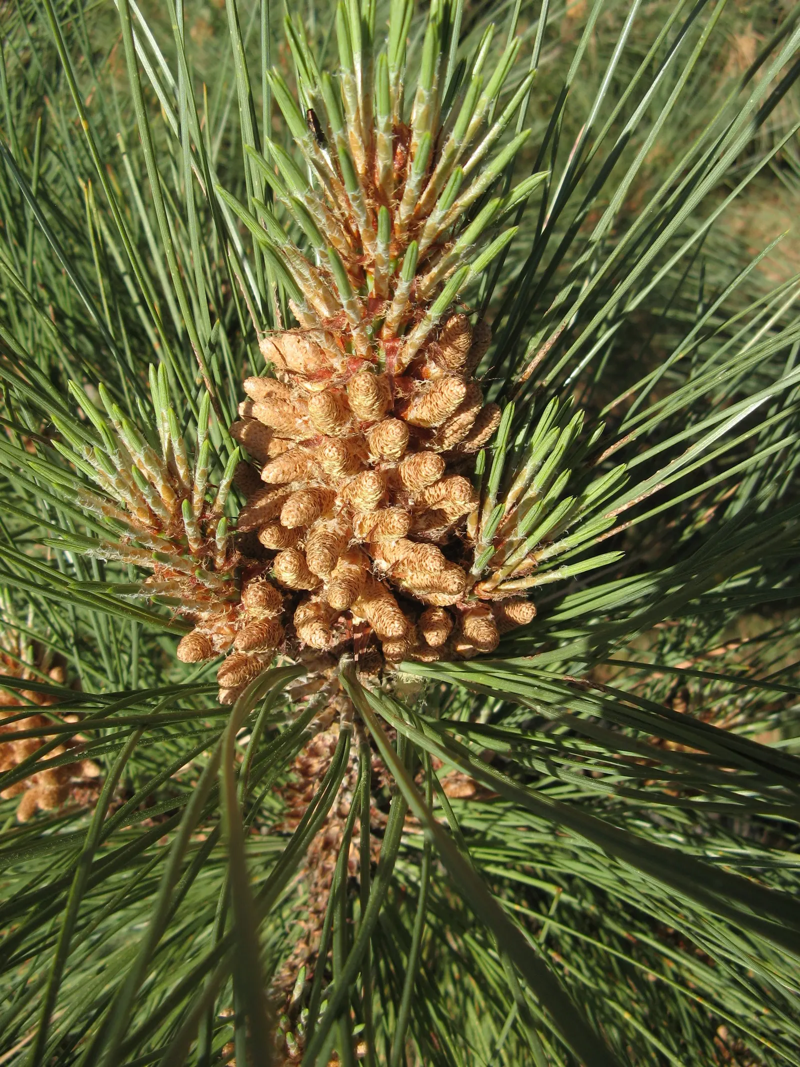 Coulter Pine, Bigcone Pine (Pinus Coulteri) — The tree's trunk diameter can span 20 to 40 inches, presenting a stately appearance