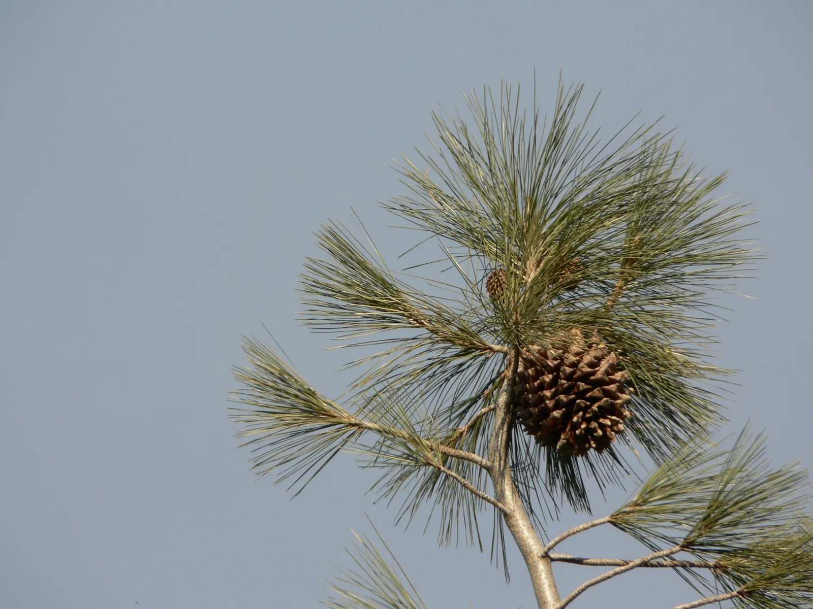 Coulter Pine, Bigcone Pine (Pinus Coulteri) — This tree typically attains heights of 33-79 feet