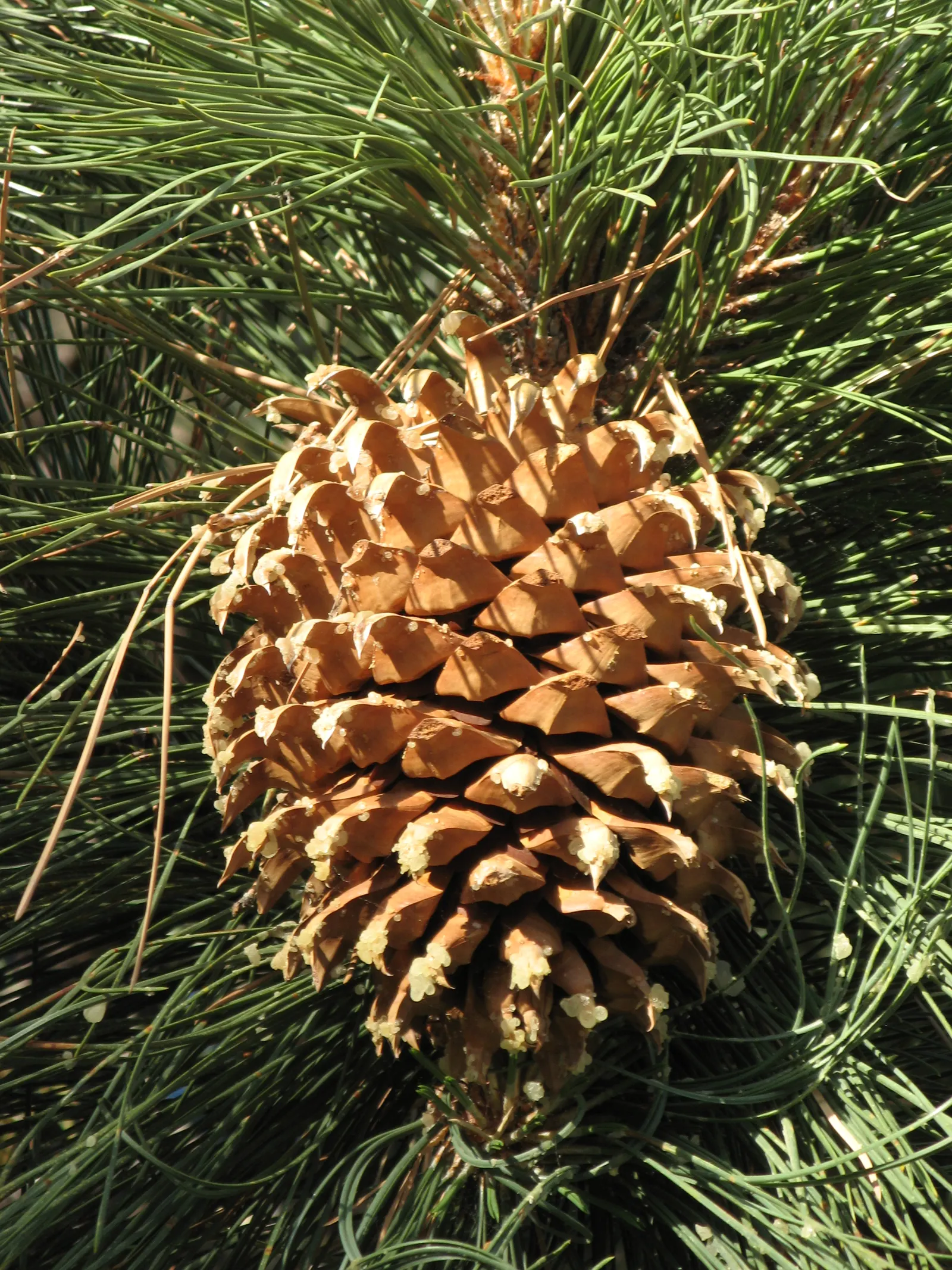 Coulter Pine, Bigcone Pine (Pinus Coulteri) — Its imposing cones also serve as a unique decorative element