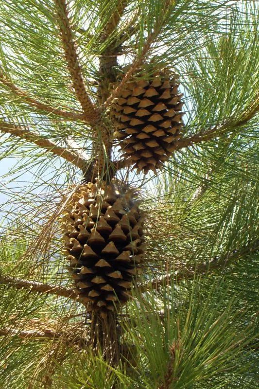 Coulter Pine, Bigcone Pine (Pinus Coulteri) — with some specimens stretching up to 100 feet under ideal conditions