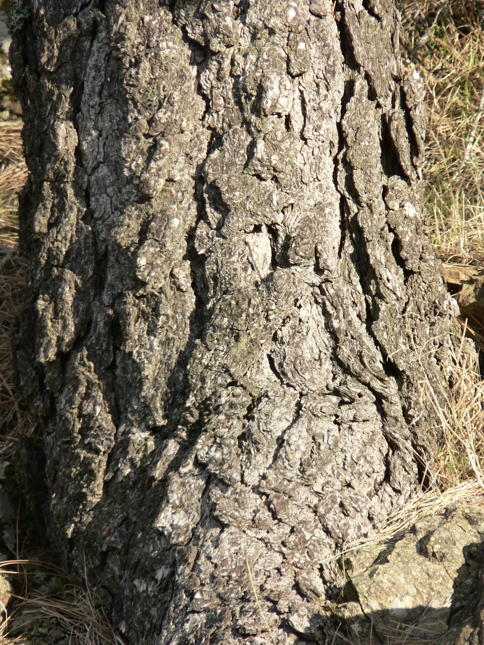 Coulter Pine, Bigcone Pine (Pinus Coulteri) — Due to its size and heavy cone production