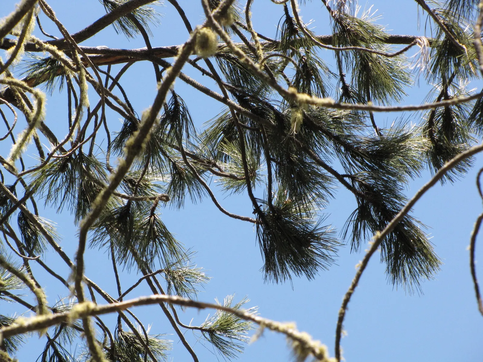 Coulter Pine, Bigcone Pine (Pinus Coulteri) — Pinus coulteri, known as the Coulter or Bigcone Pine, is a robust conifer native to coastal California; this tree
