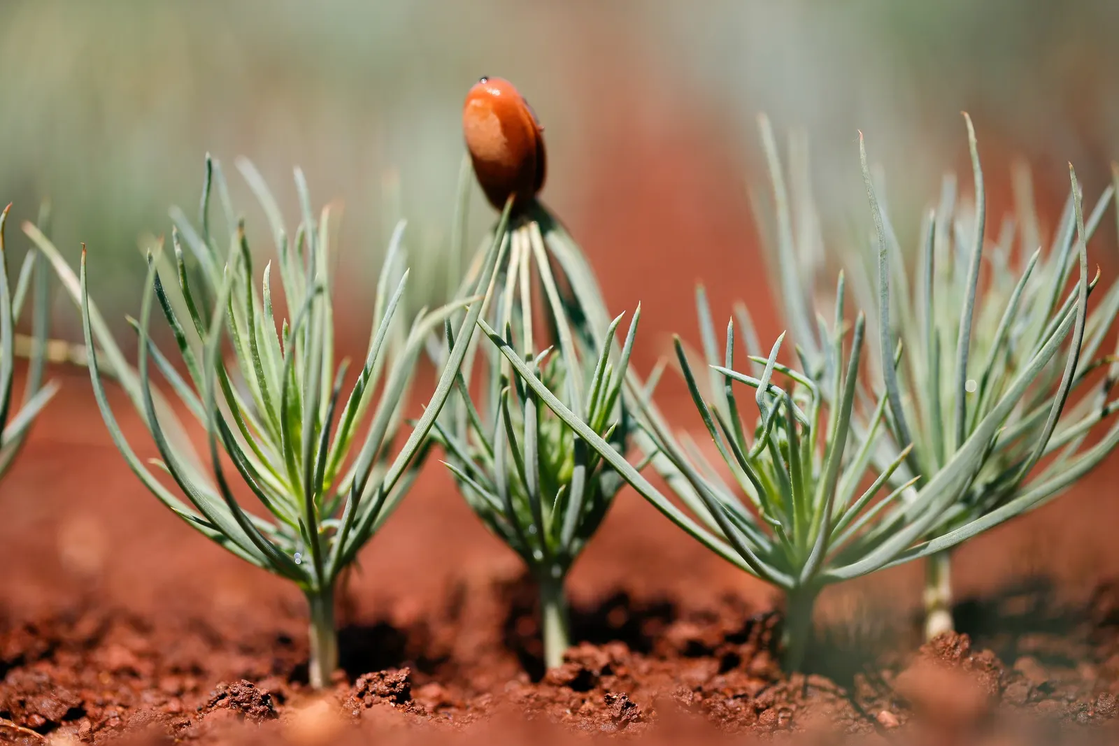 Coulter Pine, Bigcone Pine (Pinus Coulteri) — making it an excellent choice for xeriscape gardens or naturalized areas