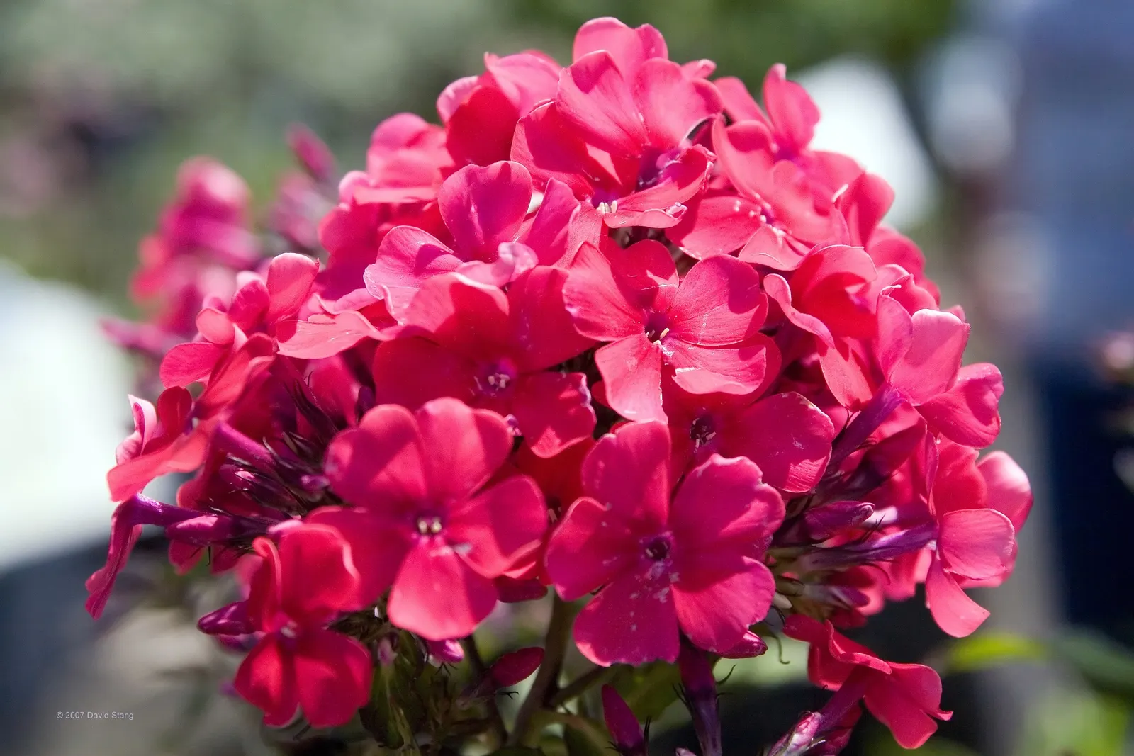 Starfire Phlox (Phlox Paniculata 'Starfire') — The Bright Eyes Phlox (Phlox paniculata 'Starfire') is a vibrant perennial with clusters of fragrant