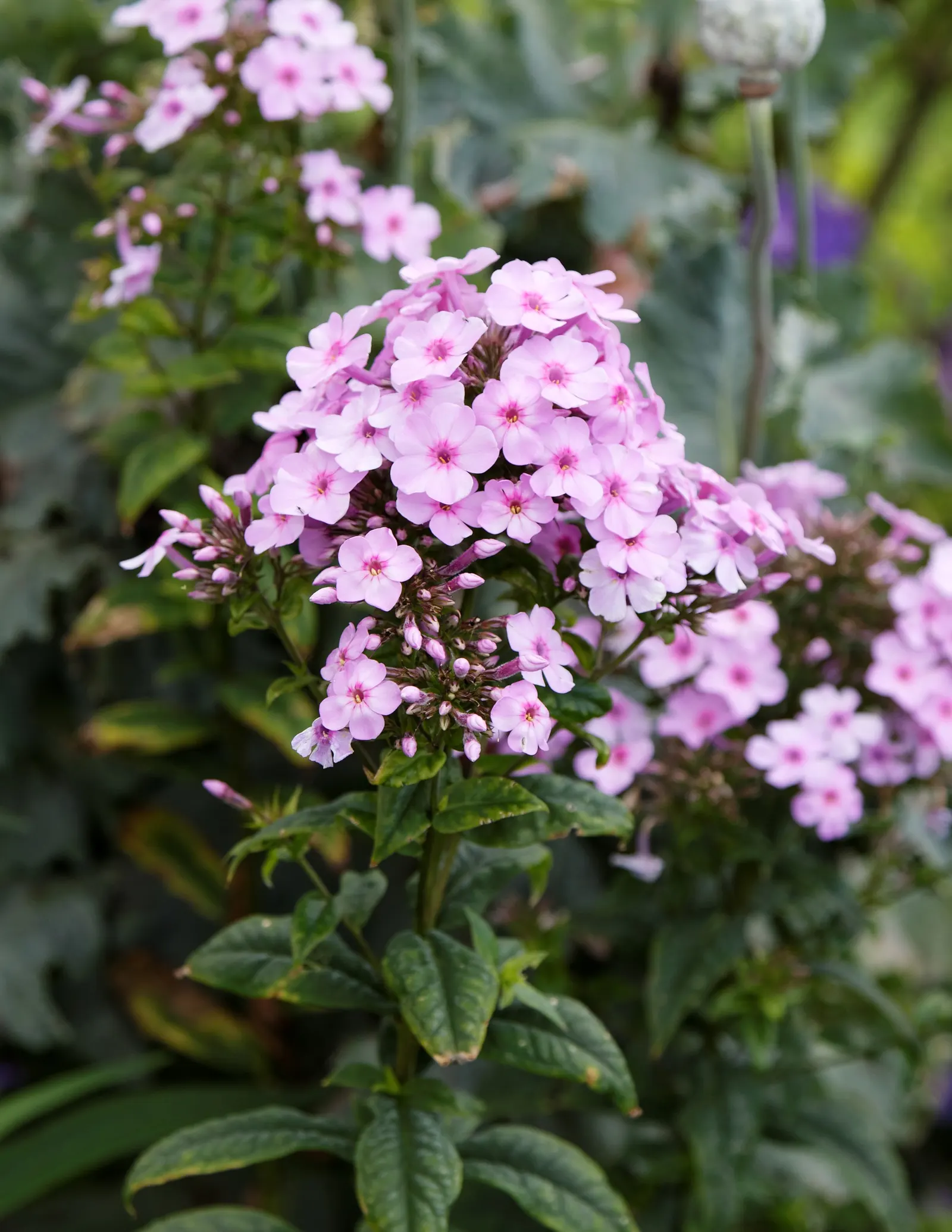 Starfire Phlox (Phlox Paniculata 'Starfire') — pink flowers with dark eyes that bloom from summer to early fall