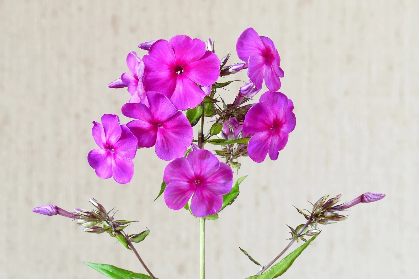 Starfire Phlox (Phlox Paniculata 'Starfire') — scientifically named Phlox paniculata 'Starfire'