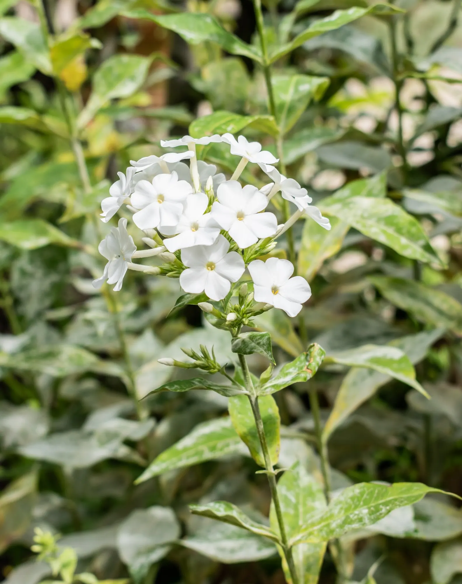 Starfire Phlox (Phlox Paniculata 'Starfire') — <br><br>One of the standout characteristics of the Starfire variety is its resistance to powdery mildew
