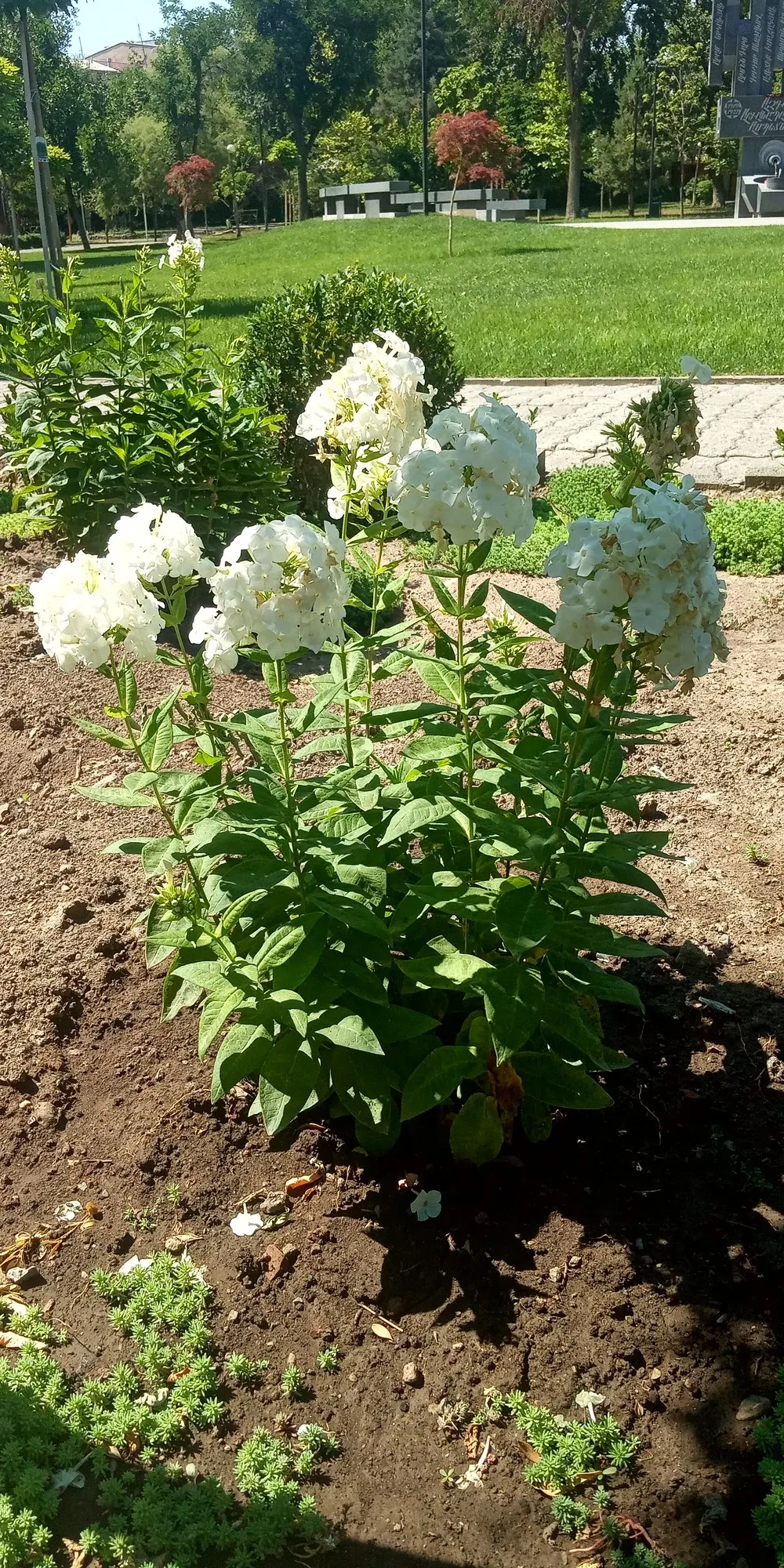 Starfire Phlox (Phlox Paniculata 'Starfire') — deep green foliage remaining attractive throughout the growing season.<br><br>For a client's garden