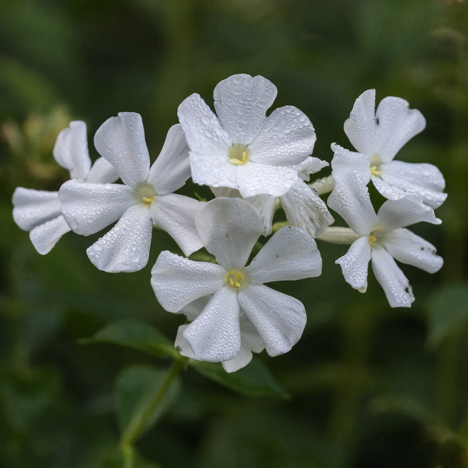 Starfire Phlox (Phlox Paniculata 'Starfire') — a common affliction among Phlox species