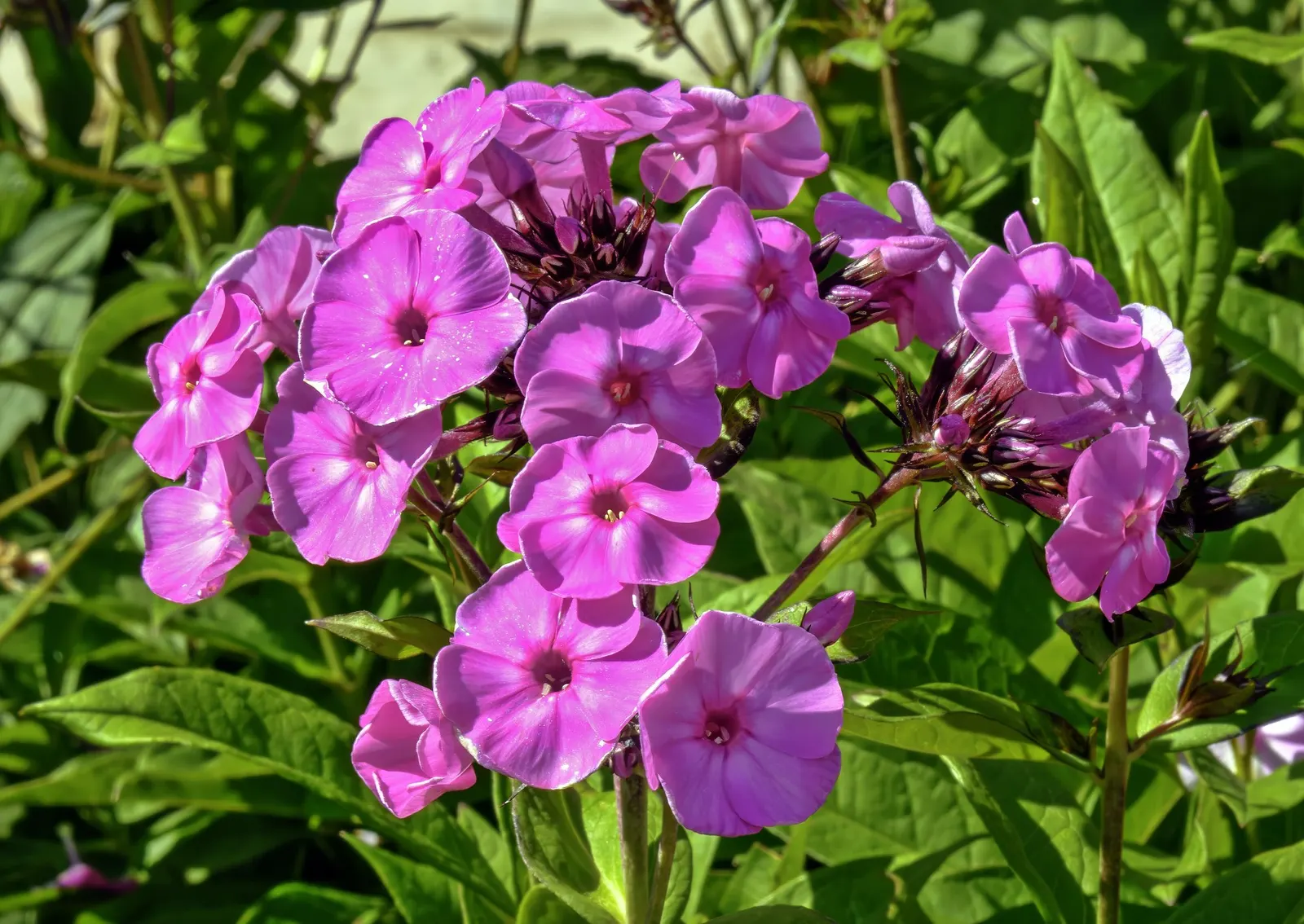 Starfire Phlox (Phlox Paniculata 'Starfire') — With medium moisture, well-drained soil, 'Starfire' excels at attracting butterflies and hummingbirds
