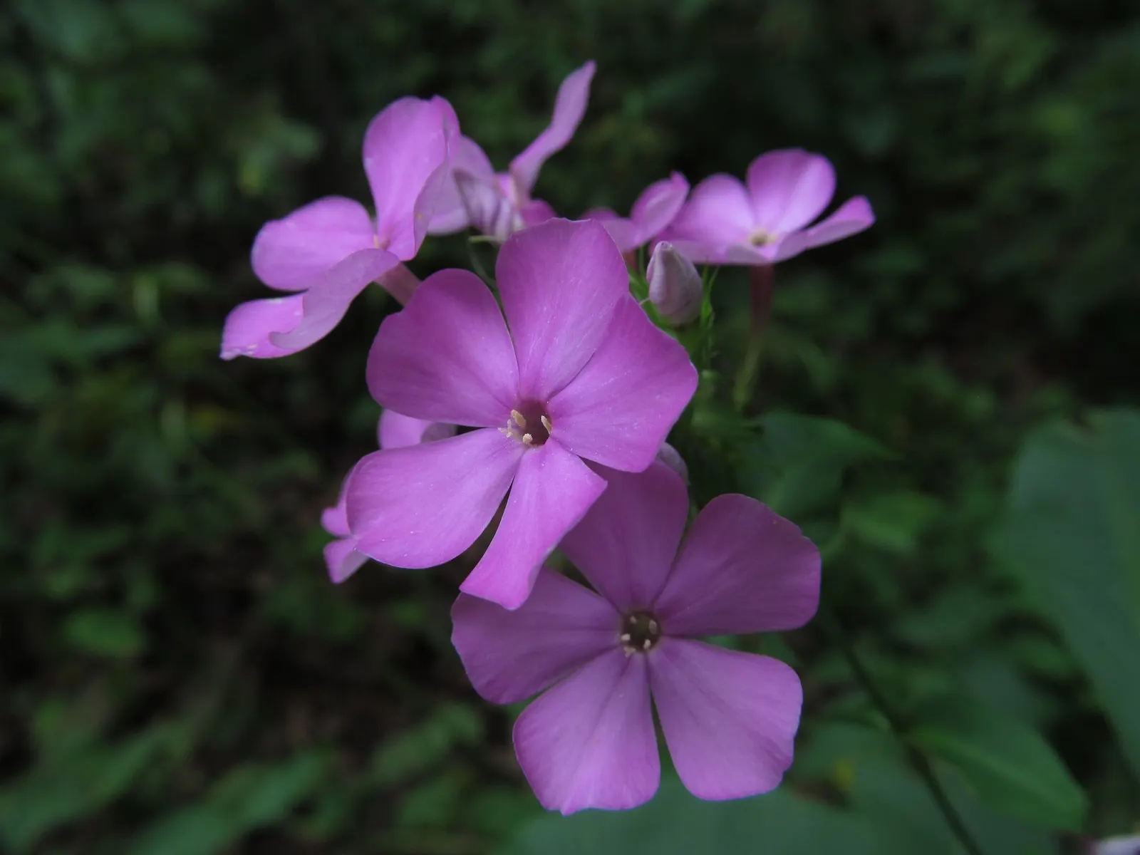Starfire Phlox (Phlox Paniculata 'Starfire') — is a herbaceous perennial highly prized for both its visual appeal and ease of cultivation
