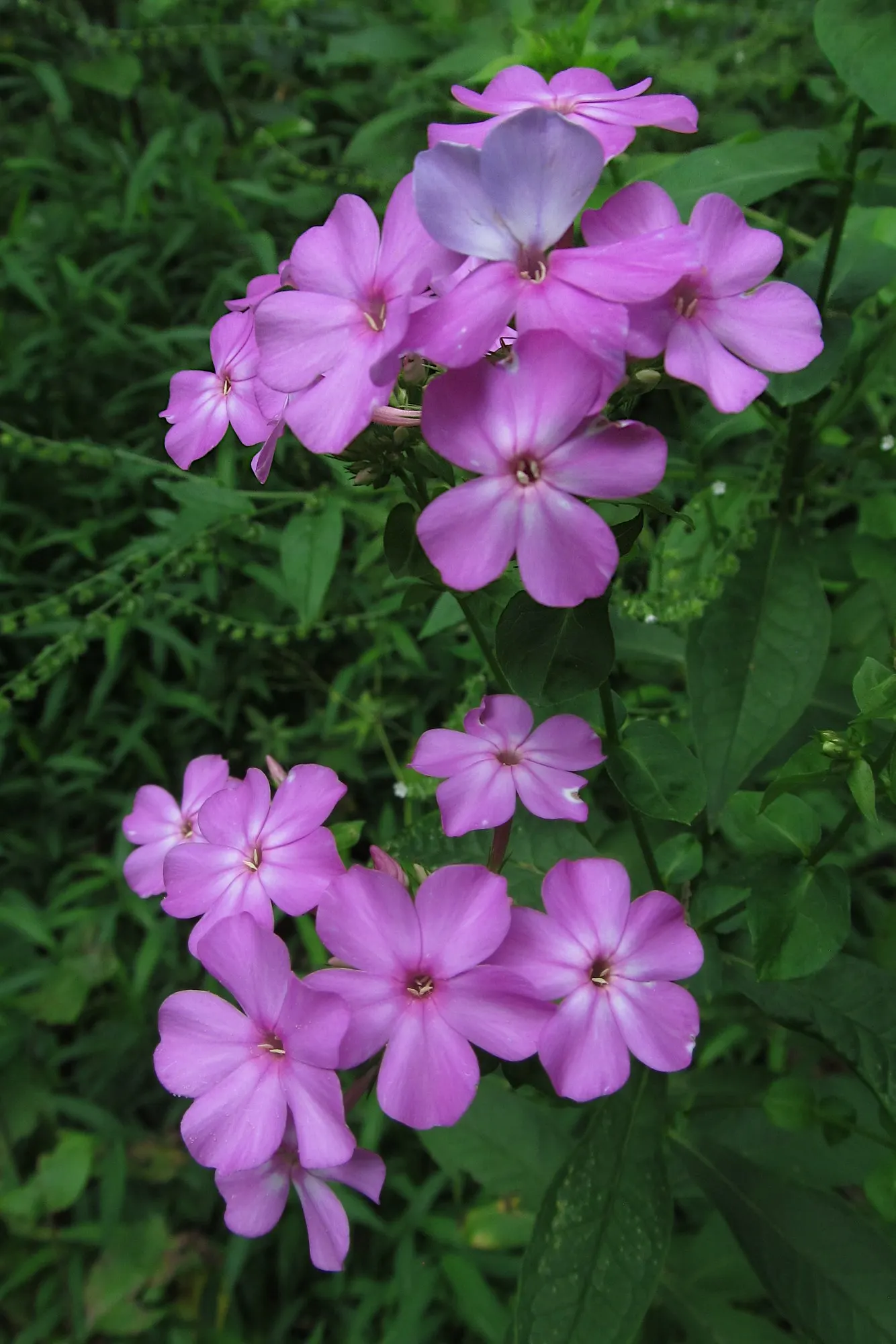 Starfire Phlox (Phlox Paniculata 'Starfire') — This resilience contributes to the plant's lush