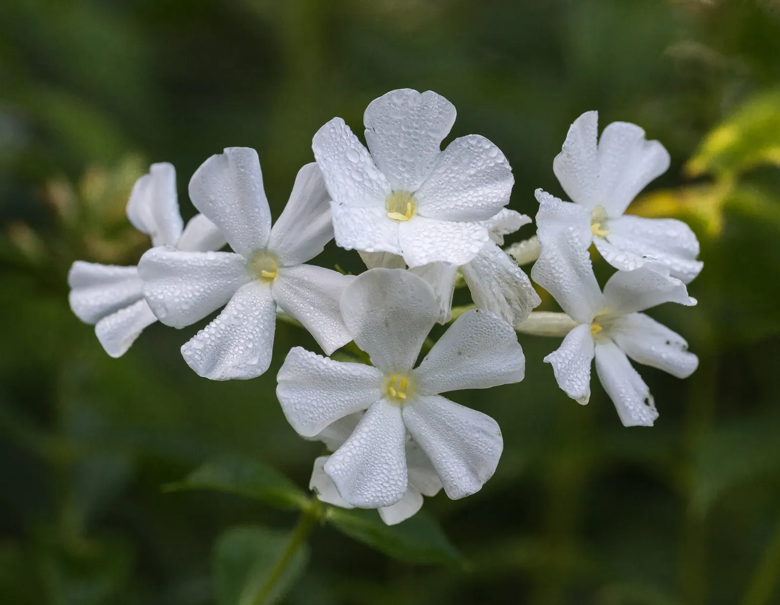 Starfire Phlox (Phlox Paniculata 'Starfire') — displaying its peak floral performance from mid to late summer