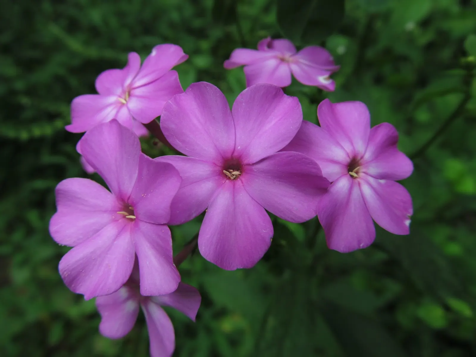 Starfire Phlox (Phlox Paniculata 'Starfire') — making it a superb choice for landscape designs