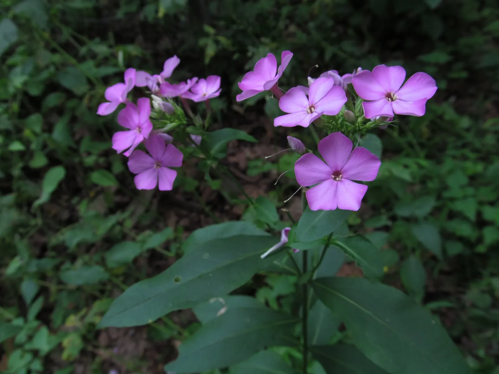 Starfire Phlox (Phlox Paniculata 'Starfire') — This cultivar is renowned for its vibrant clusters of pink flowers with a distinctive darker eye