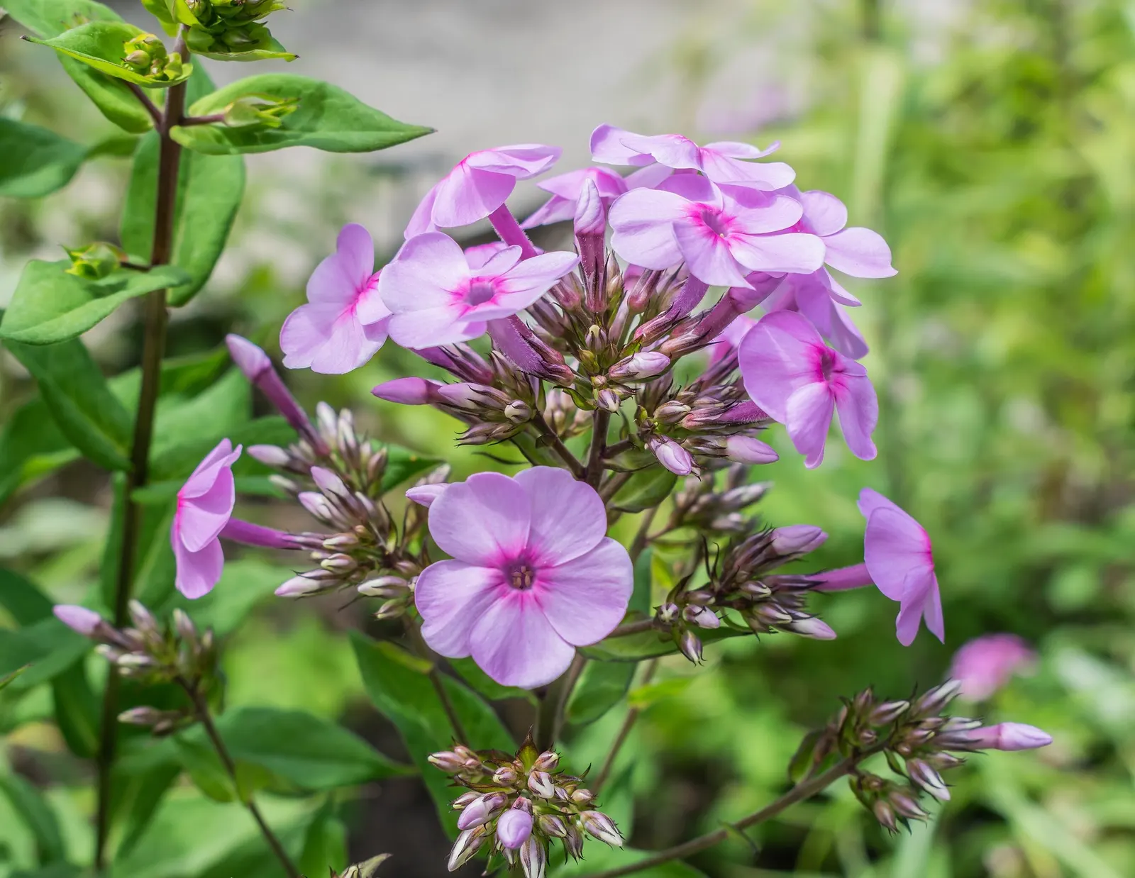 Starfire Phlox (Phlox Paniculata 'Starfire') — Utilize in borders or as a stunning, colorful focal point