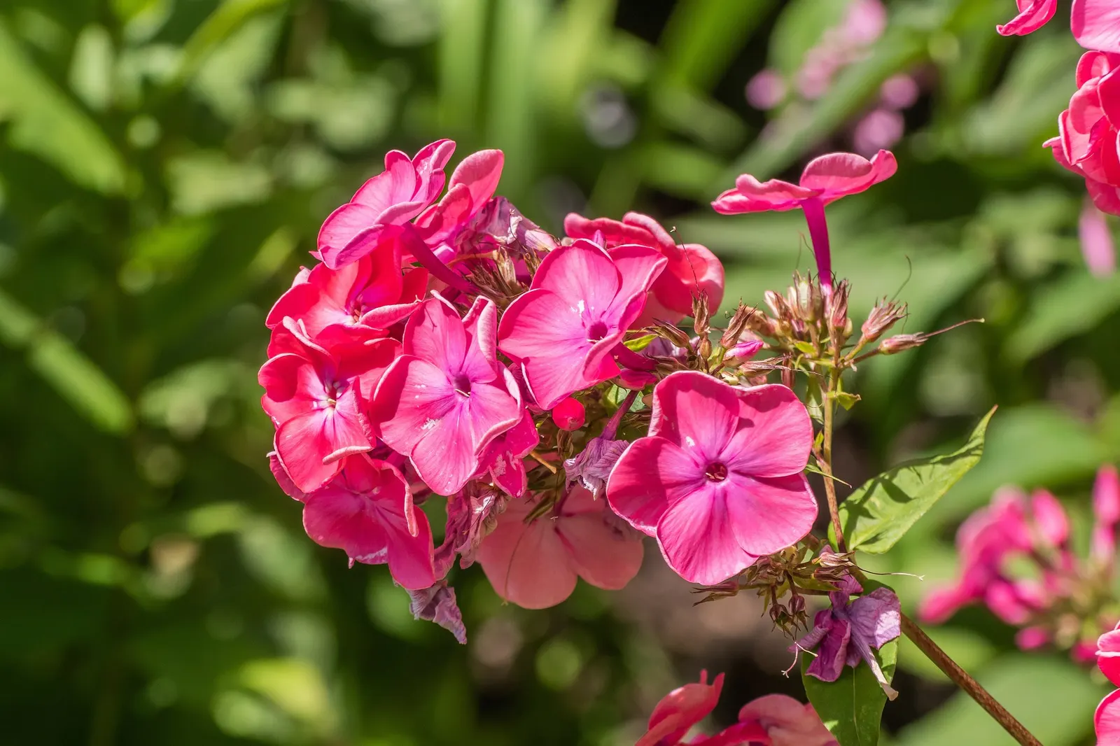 Starfire Phlox (Phlox Paniculata 'Starfire') — Bright Eyes Phlox thrives in USDA Hardiness Zones 4 through 8